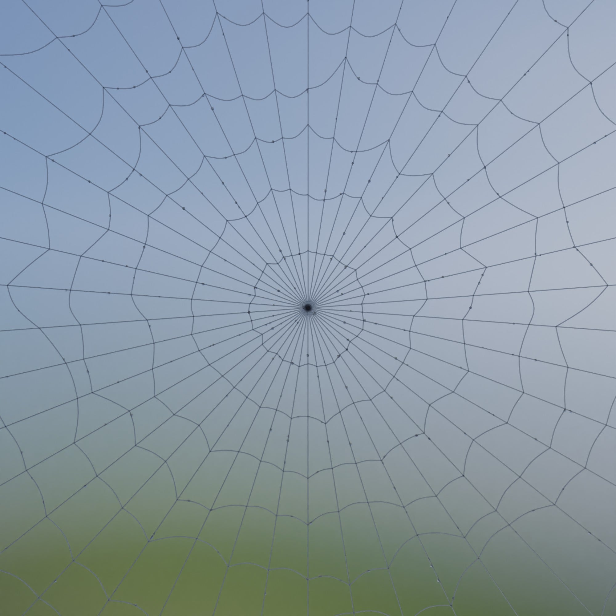 A spiderweb